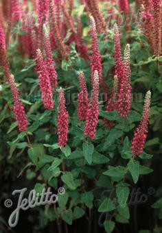 TEUCRIUM hircanicum   Portion(en)