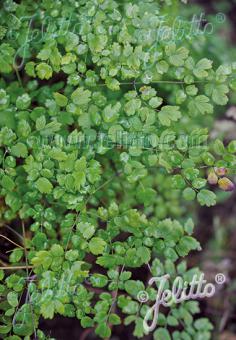 THALICTRUM alpinum   Portion(en)