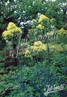 THALICTRUM flavum ssp. glaucum   Portion(en)
