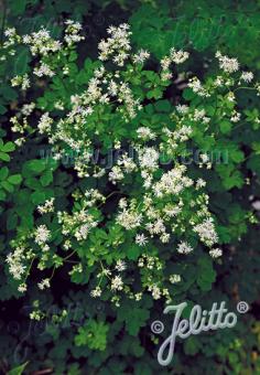 THALICTRUM foetidum   Portion(en)