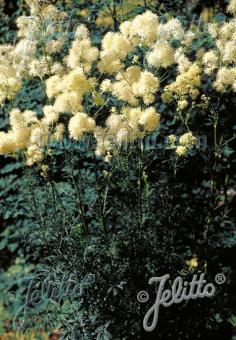 THALICTRUM lucidum   Portion(s)