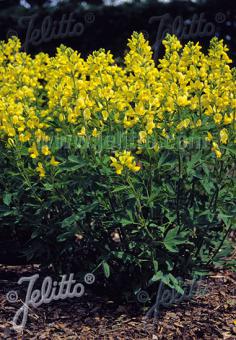 THERMOPSIS chinensis   Gram