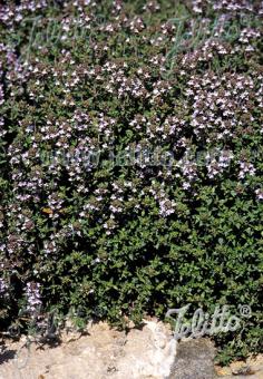 THYMUS vulgaris  'German Winter' Portion(s)