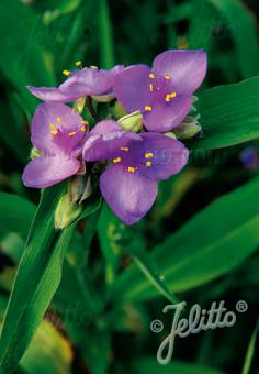 TRADESCANTIA x andersoniana  'Karminrot' Portion(en)