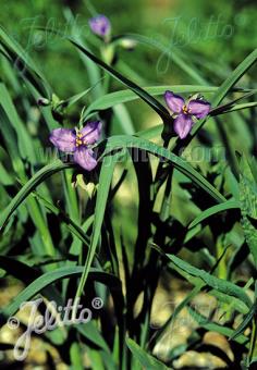 TRADESCANTIA ohiensis   Portion(s)