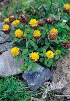 TRIFOLIUM badium   Portion(s)