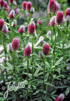 TRIFOLIUM rubens   Portion(s)