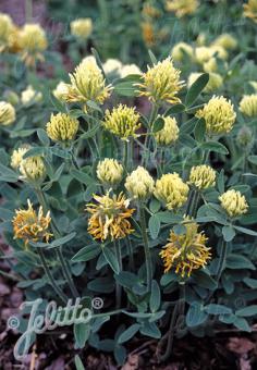 TRIFOLIUM trichocephalum   Portion(en)