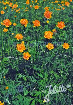 TROLLIUS asiaticus   Portion(s)