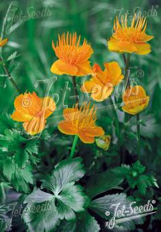 TROLLIUS chinensis ssp. macropetalus   Portion(s)