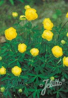 TROLLIUS europaeus   Portion(en)