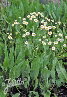 TANACETUM balsamita   Portion(s)