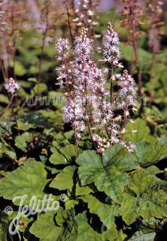 TIARELLA wherryi   Korn