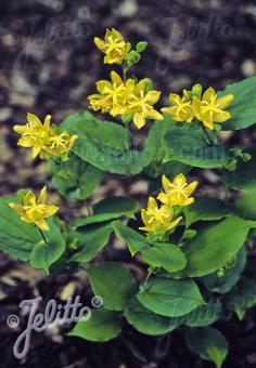 TRICYRTIS latifolia   Korn