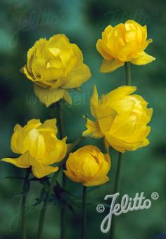 TROLLIUS europaeus f. compactus  'Lemon Supreme' Seeds