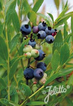 VACCINIUM corymbosum   Portion(s)