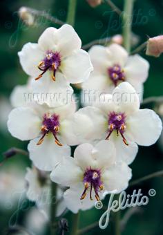 VERBASCUM blattaria f. albiflorum   Portion(en)