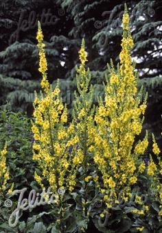 VERBASCUM chaixii  'Sixteen Candles' Portion(s)