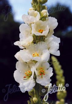 VERBASCUM olympicum f. album   Portion(en)