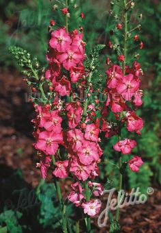 VERBASCUM phoeniceum  'Rosetta' Portion(en)