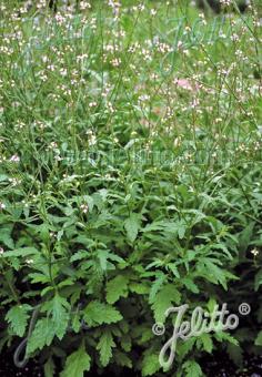 VERBENA officinalis   Portion(en)