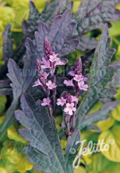 VERBENA officinalis var. grandiflora  'Bampton' Portion(en)