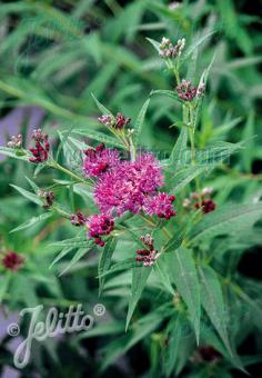 VERNONIA fasciculata   Portion(en)