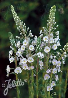 VERONICA gentianoides   Portion(s)