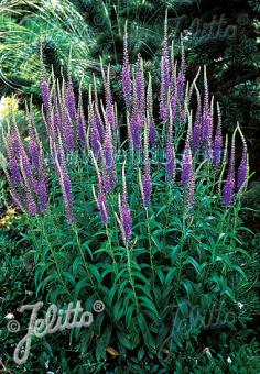 VERONICA longifolia   Portion(s)