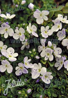 VERONICA repens   Portion(s)