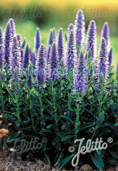 VERONICA spicata f. nana  'Blauteppich' Gramm