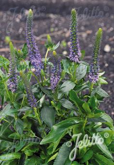 VERONICA orchidea  'Blue Fingers' Portion(s)