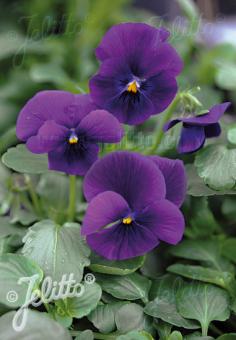 VIOLA cornuta  'Admiration' Portion(s)