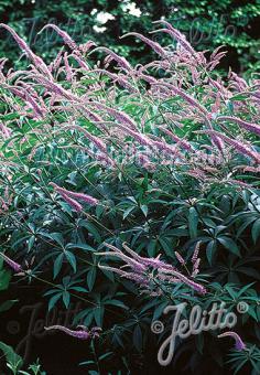 VERONICASTRUM sibiricum   Portion(en)