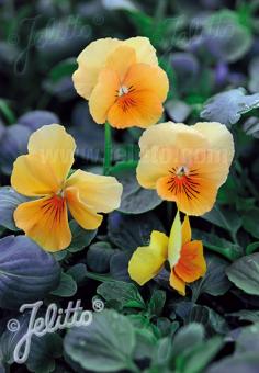 VIOLA cornuta  'Aprikosenfarbe' Portion(en)