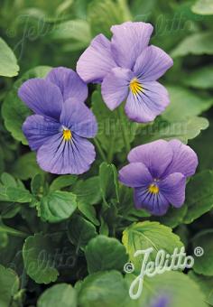 VIOLA cornuta  'Blue Perfection' Portion(en)