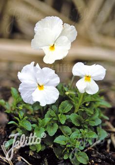 VIOLA cornuta  'White Perfection' Portion(en)