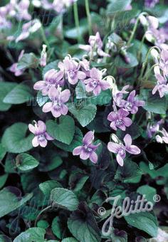 VIOLA labradorica hort.  'Purpurea' Portion(en)