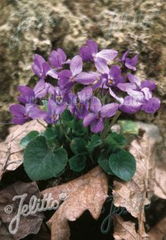 VIOLA odorata  'Königin Charlotte' Portion(s)