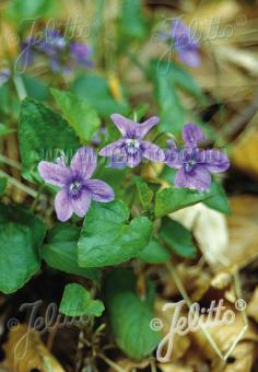 VIOLA reichenbachiana   Portion(s)