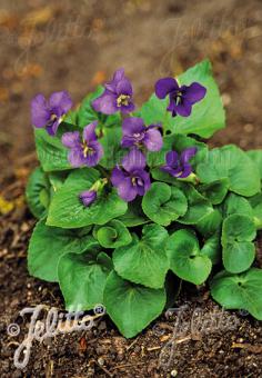 VIOLA sororia   Portion(en)