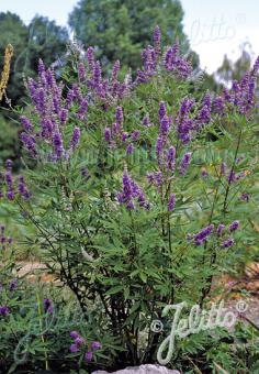 VITEX agnus-castus   Gramm