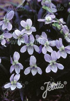 VIOLA pumila   Portion(en)