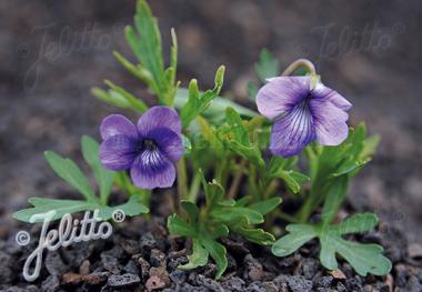 VIOLA palmata   Portion(en)