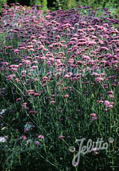 VERBENA bonariensis   Korn