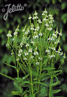 VERBENA hastata  'White Spires' Korn