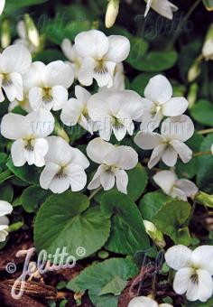 VIOLA sororia  'Albiflora' Korn