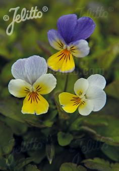 VIOLA tricolor   Portion(s)