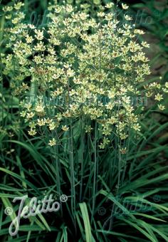 ZIGADENUS elegans   Portion(s)