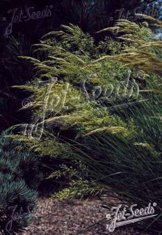 ACHNATHERUM calamagrostis   Portion(en)